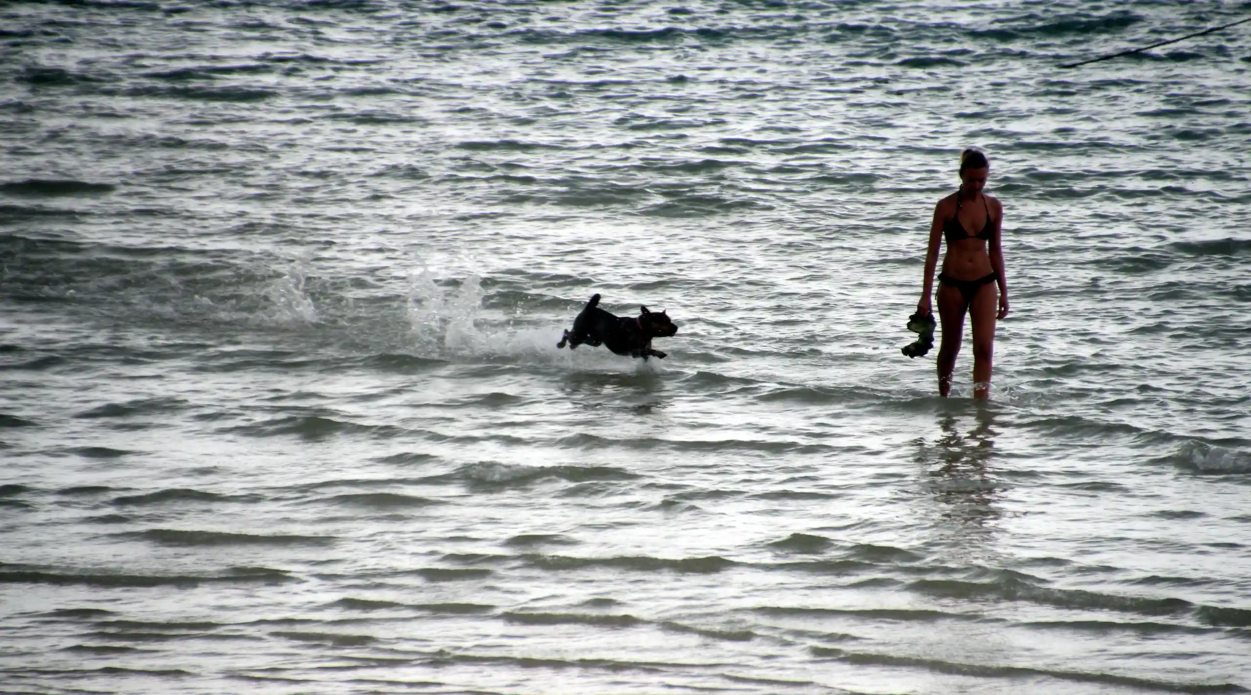 Where to Stay in Jesolo with Your Dog